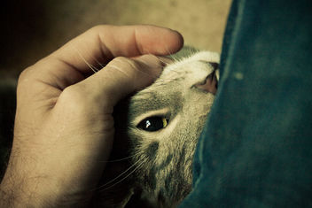 Cuddle Cat - Kostenloses image #308751