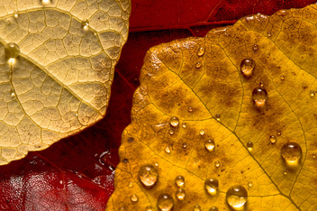 Fall colors - image gratuit #310711 