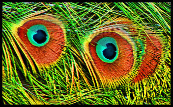 eye.pueo - Kostenloses image #310881