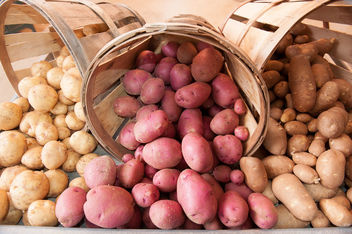 Potatoes - Free image #317111