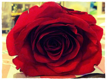 Valentine's Day Rose - image gratuit #318331 