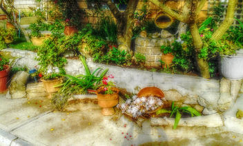 Potted gardens - Free image #318921