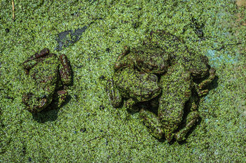 Green Frogs - Kostenloses image #320071