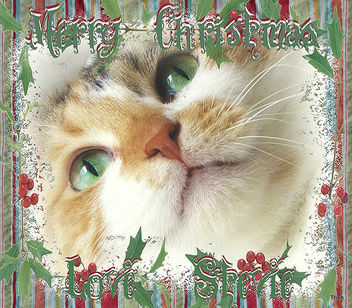 Merry Christmas , Love ,Miss Stevie - image gratuit #322501 