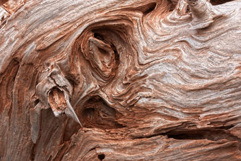 Beach Wood Texture - HDR - image #323461 gratis
