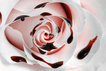 Blood Rose Macro - HDR - image gratuit #323521 