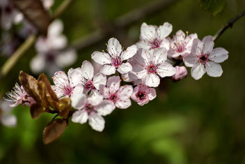 Cherry blossom - Kostenloses image #324661