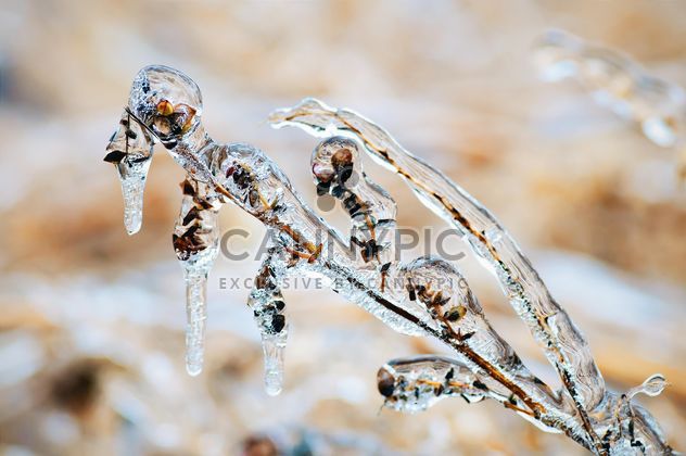 Branch covered with ice - Free image #327311