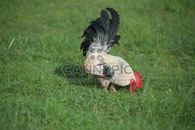 Rooster on grass - image gratuit #328071 