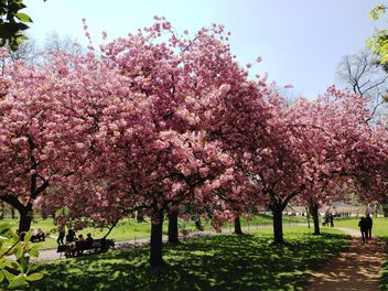Pink blossom trees in Hyde park - image gratuit #328411 