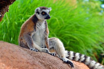 Lemures in park - бесплатный image #328551