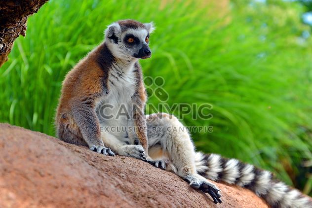 Lemures in park - Free image #328551