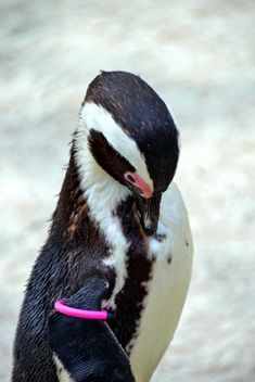 Penguin on a walk - Free image #328561