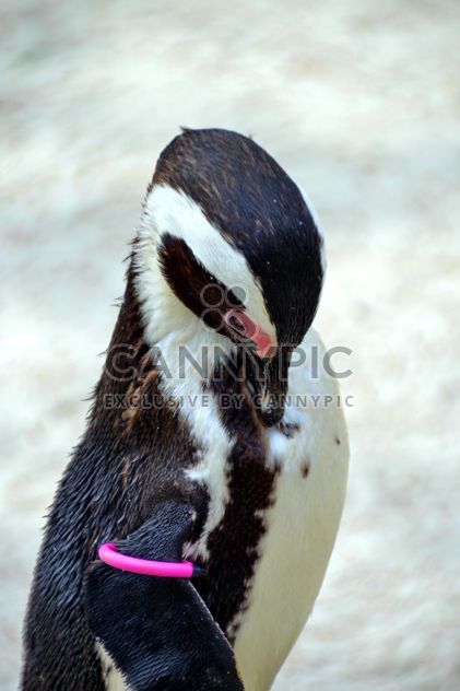 Penguin on a walk - image #328561 gratis