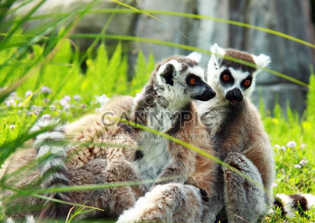 Lemur close up - Free image #328571