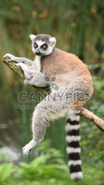 Lemur close up - image gratuit #328591 