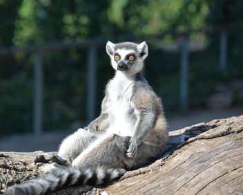 Lemur close up - image gratuit #328611 