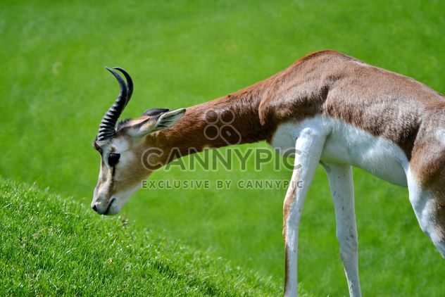 Antelope kid - image #328651 gratis