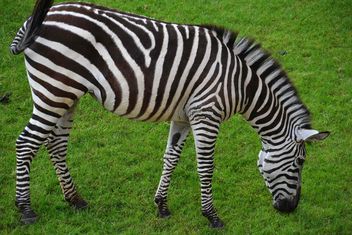 zebras on park lawn - image #329031 gratis