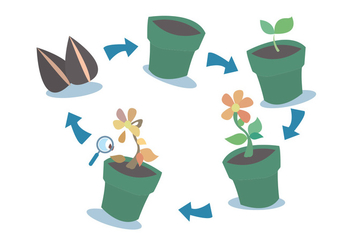 Plant Growth Cycle Vector Set - Free vector #329501