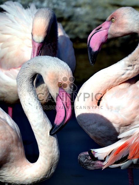 pink flamingos in park - image #329881 gratis