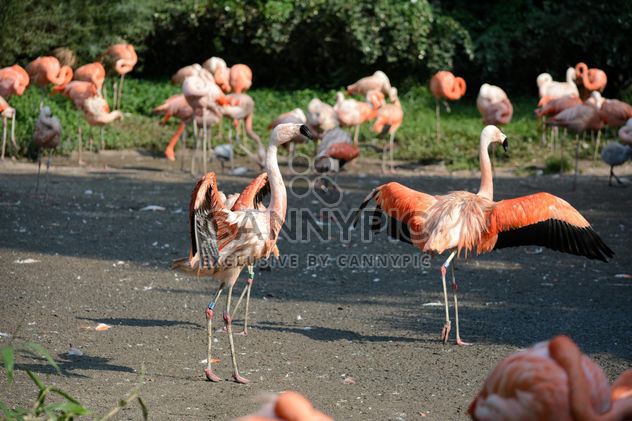 Flamingos in park - image gratuit #329921 