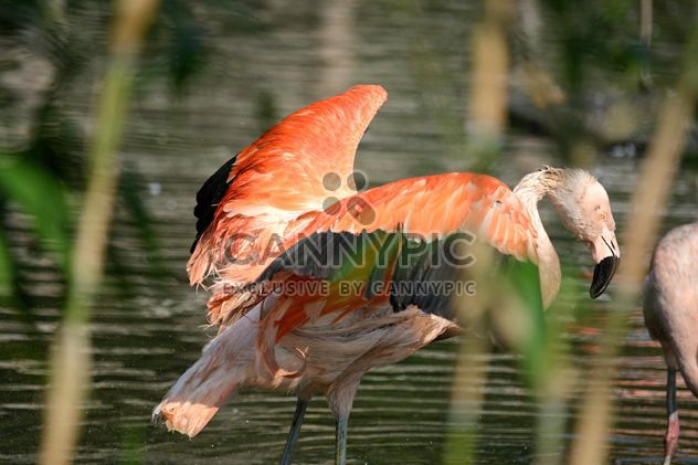Flamingo in park - Free image #329931