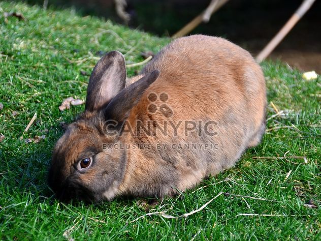 rabbits on a grass in a park - Free image #330281