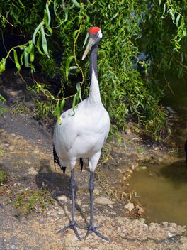 Crane in pond in a park - Free image #330291