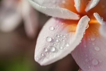 Close up of pink Plumeria - image gratuit #330861 