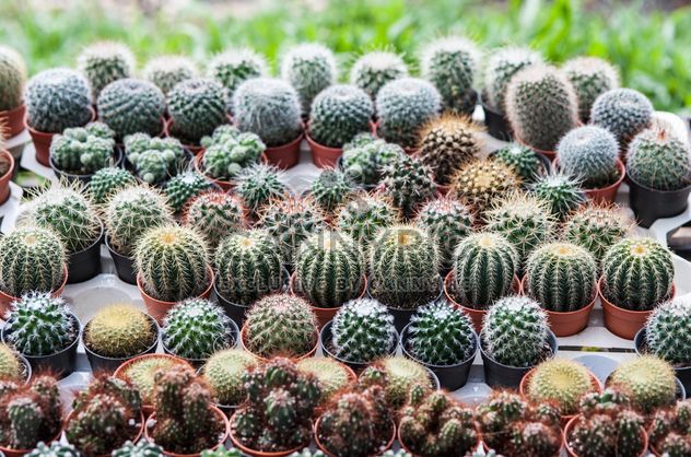 Potted cactuses - image #330881 gratis