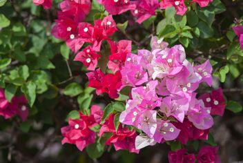 Bright pink bougainvillea bush - Free image #330891