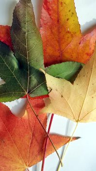 Autumn foliage - бесплатный image #330951