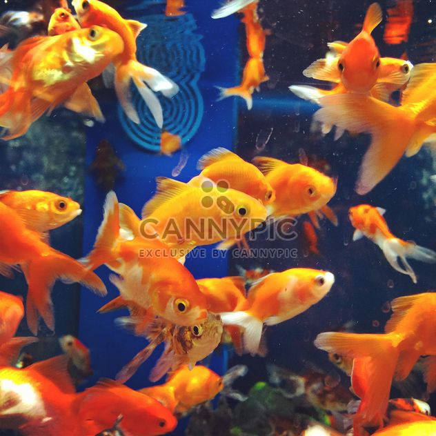 Gold fish in aquarium - image gratuit #331271 