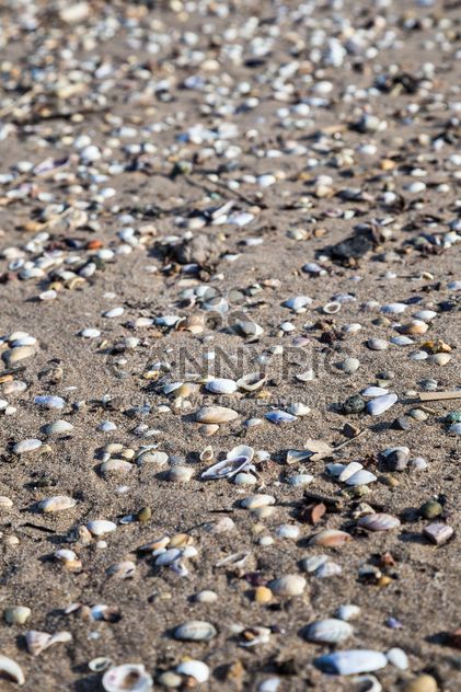 seashells on a sandy beach - image gratuit #332861 