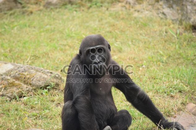 Gorilla rests in park - image #333161 gratis