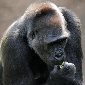Gorilla eats green in park - image #333171 gratis