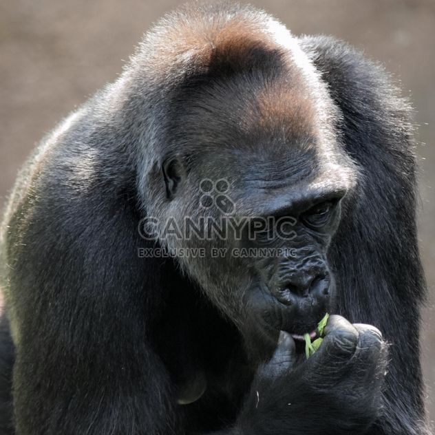 Gorilla eats green in park - image gratuit #333171 
