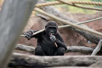 Gorilla on rope clibbing in park - image #333181 gratis