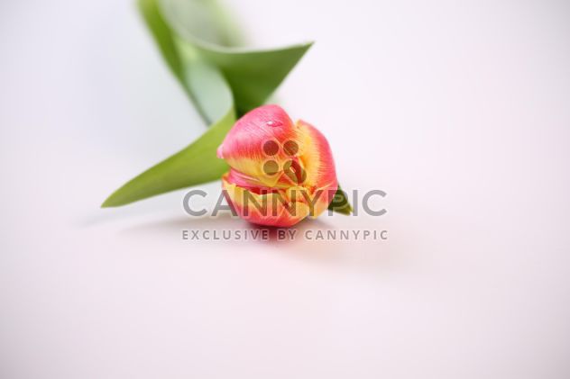 Close up of a single tulip - image #333251 gratis