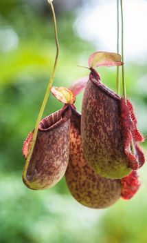 Nepenthes ampullaria, a carnivorous plant - Kostenloses image #333281