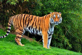 tiger in park - image #334791 gratis