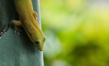 Gold Dust Day Gecko Haleiwa Hawaii - image #337431 gratis