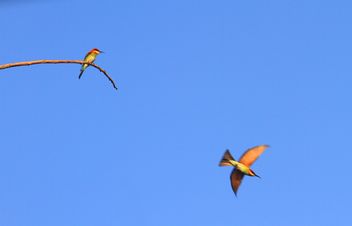 Kingfisher birds in blue sky - image gratuit #337441 