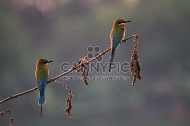 Kingfisher birds on branches - image #337461 gratis