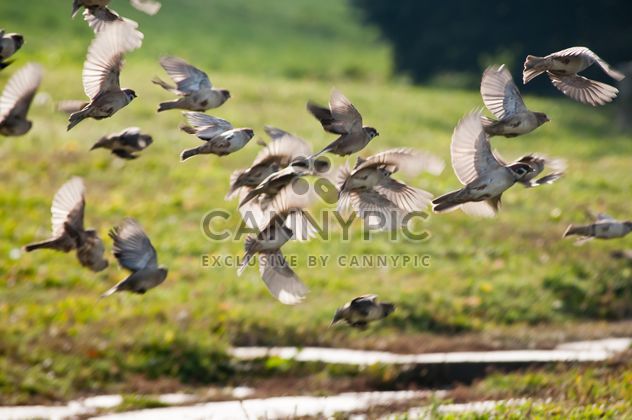Sparrows flying over meadow - image #337471 gratis