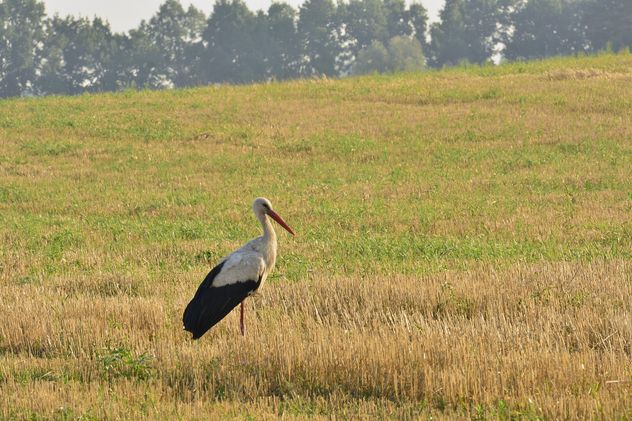 Stork in summer field - image #337491 gratis