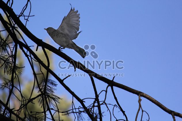 Bird on tree branch - image #337551 gratis