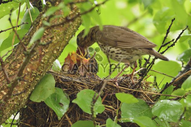 Thrush and nestlings in nest - image gratuit #337571 