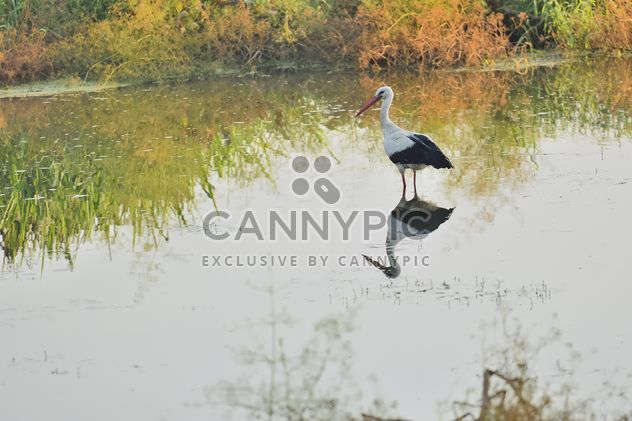Stork standing in lake - image gratuit #337581 